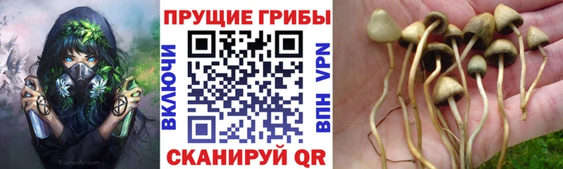 Псилоцибиновые грибы ЛСД  Малая Вишера 